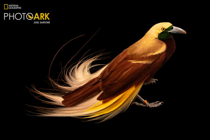 A Lesser Bird-Of-Paradise (Paradisaea Minor)