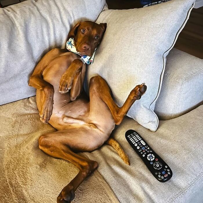 Hilarious photos of a dog relaxing on a couch with a remote, resembling an embarrassing family pic.
