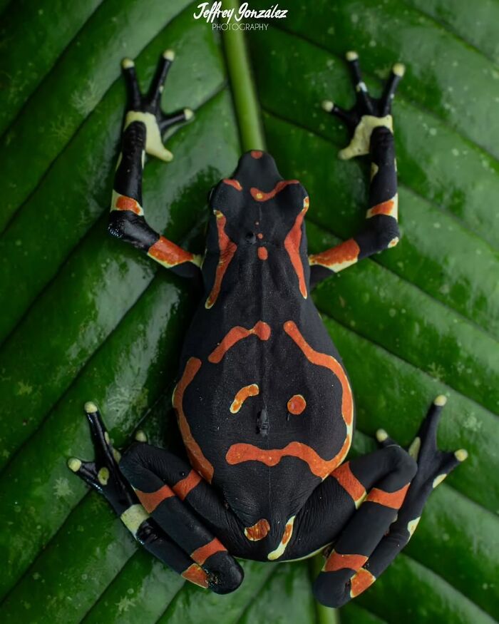 Harlequin Frog