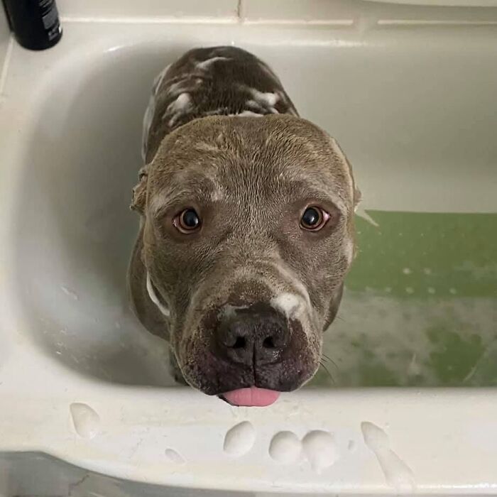 Pit bull dog with soap suds, standing in a bathtub, looking sad, not emotionally prepared for bath time.