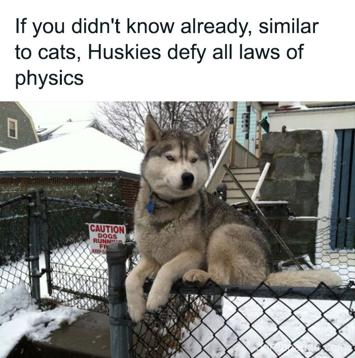 A husky dog sitting comfortably on top of a narrow fence post covered in snow, a baffling image that seems to make absolutely no physical sense.
