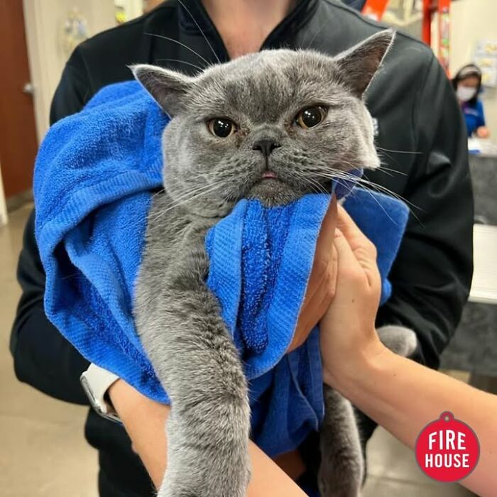 Grey cat wrapped in a blue towel, held by two people, looking displeased during a vet appointment.