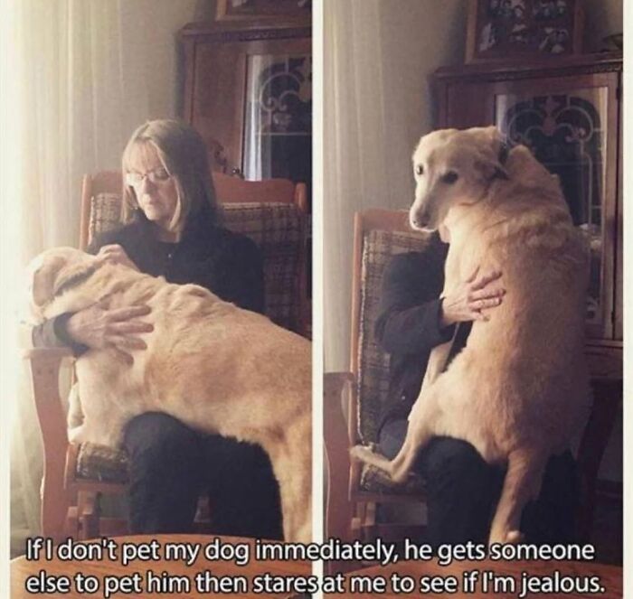 A dog meme showing a woman petting her dog, highlighting the cuteness and chaos of having a dog.