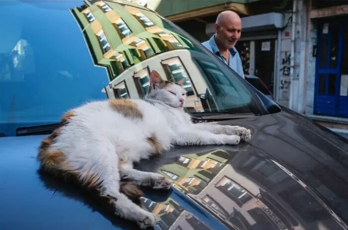 A white and brown cat lying on the hood of a car with a man in the background, in Jeffrey De Keyser’s street photography.