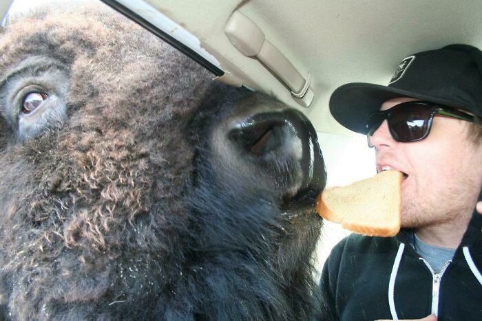 A bison and a man share a piece of bread, showing unhinged images.