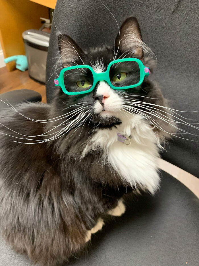 One of the adorable animals, a fluffy black and white cat, wearing green glasses while sitting on an office chair