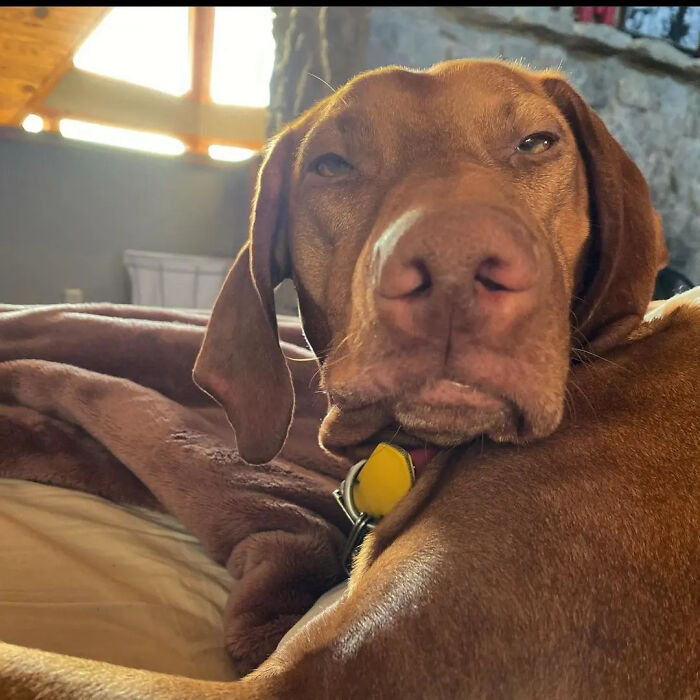 Hilarious photos of a brown dog with a sleepy, almost annoyed expression, resting its head, like an embarrassing family pic.