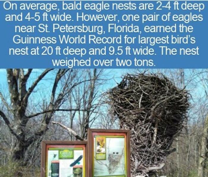 Interesting facts about birds showing a massive bald eagle nest structure in a forest.