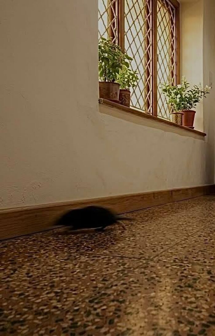 Blurry wildlife photo of a small black rodent indoors near a window with potted plants