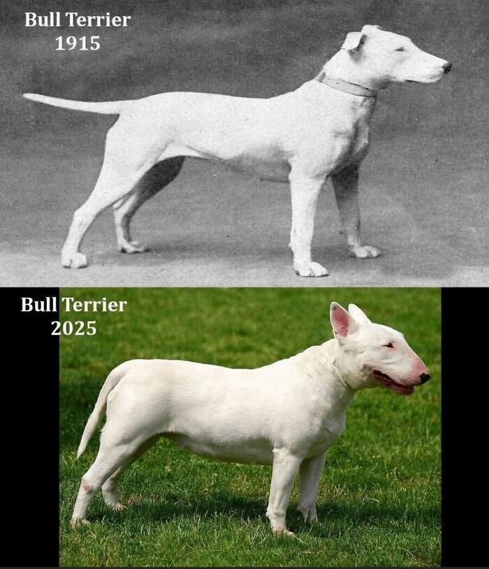 A side-by-side comparison of Bull Terriers from 1915 and 2025, showing old photos of animals evolution