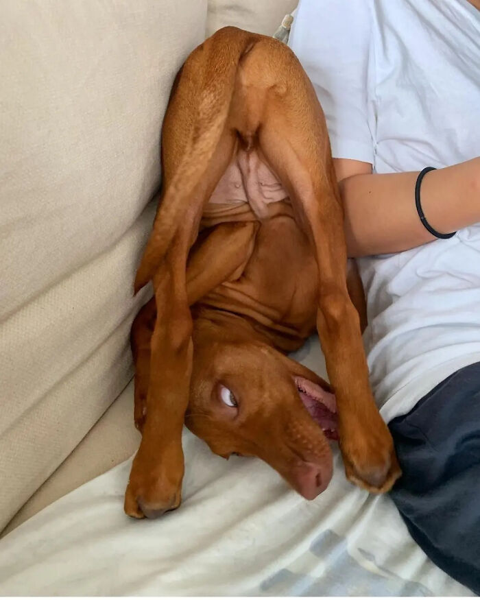 Hilarious photos of a dog in an upside-down position on a couch, looking confused and making an embarrassing family pic.
