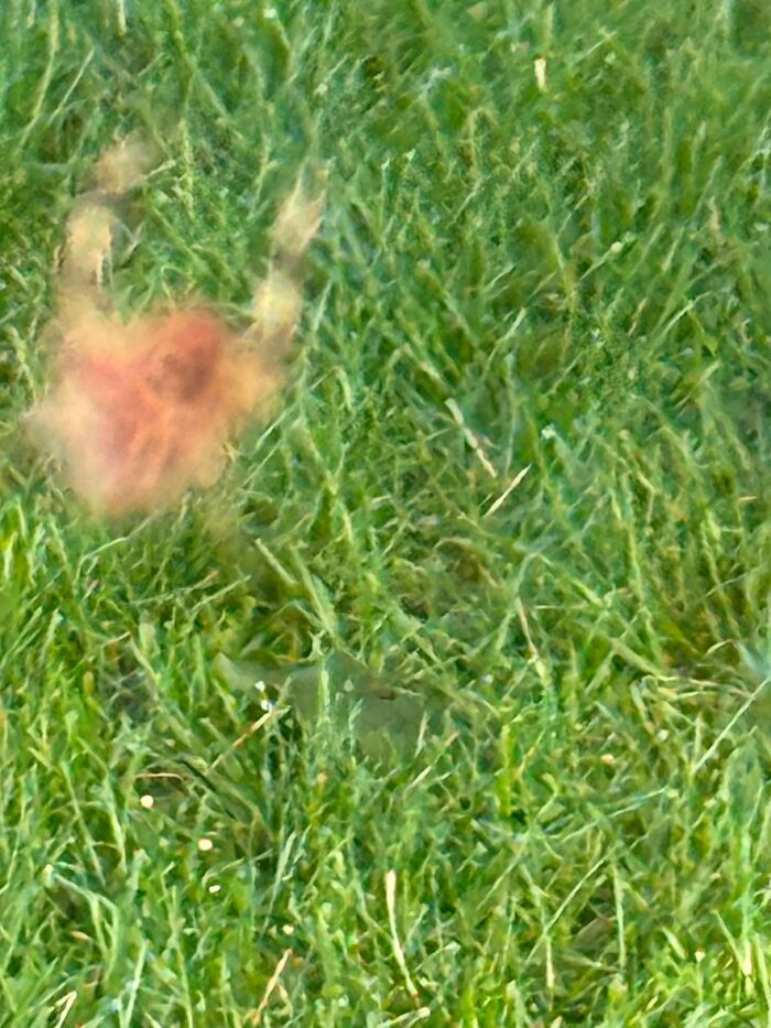 Unclear animal hidden in grass wildlife photo