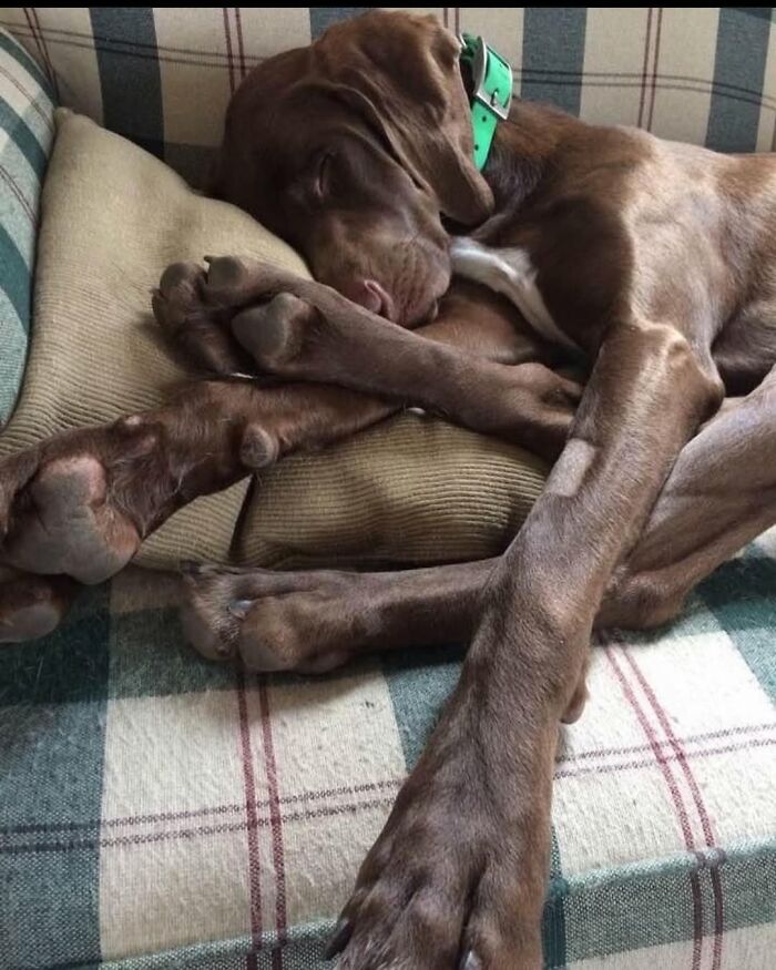 Hilarious photos of a brown dog deeply asleep on a plaid couch, its limbs tangled, like an embarrassing family pic.