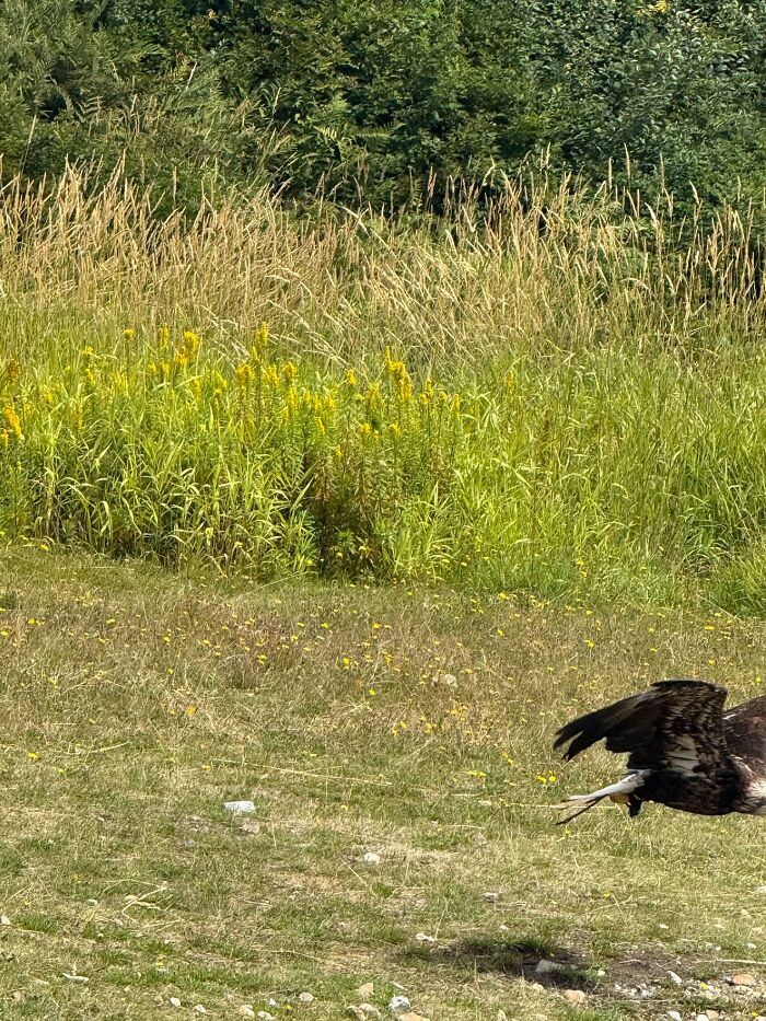 Bald eagle flying close to ground near field wildlife image