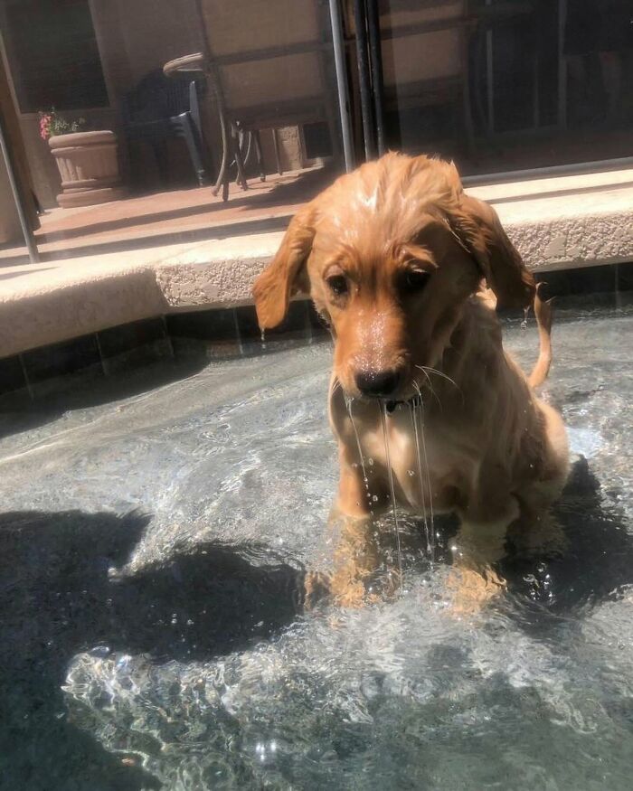 Golden retriever puppy looking sad and dripping wet while sitting in a pool, not enjoying bath time.