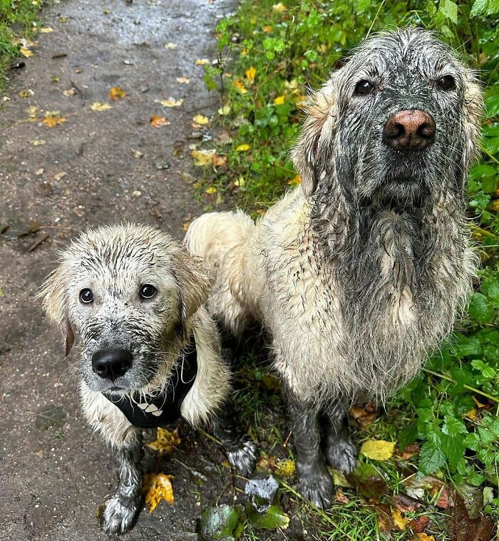 Two muddy dogs, a large and a small one, after playing in the dirt, needing bath time.