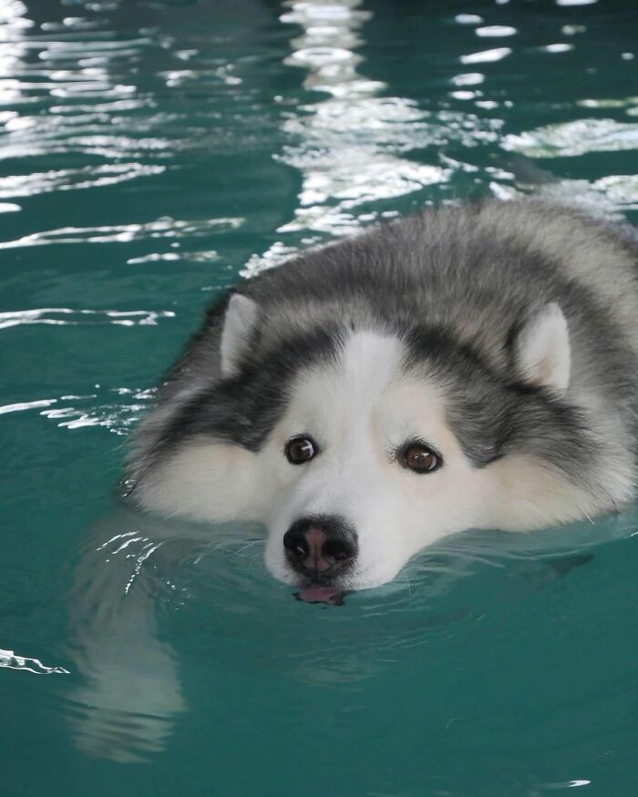 Fluffy husky dog swimming in a pool, looking a bit unhappy about being wet.