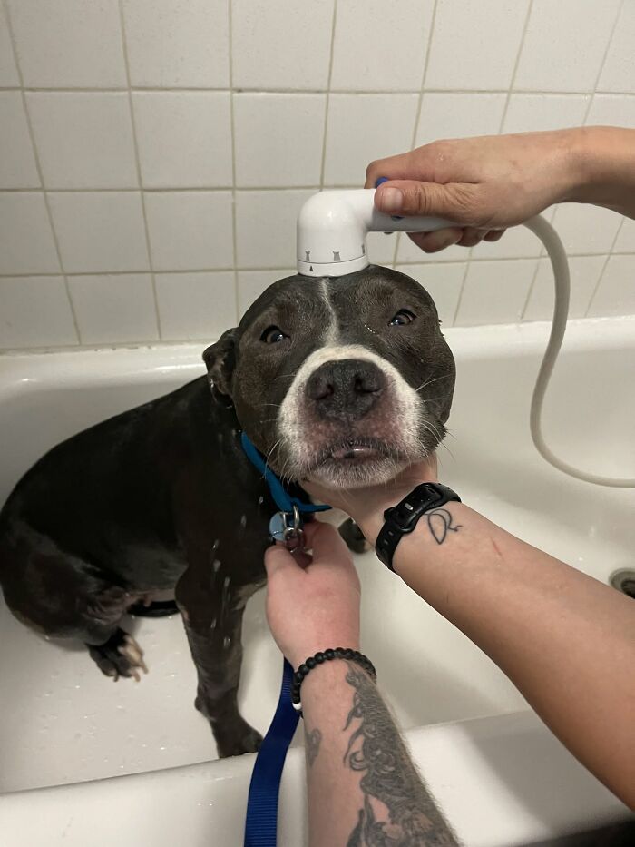 Sad-looking pit bull having a shower during bath time, not emotionally prepared.