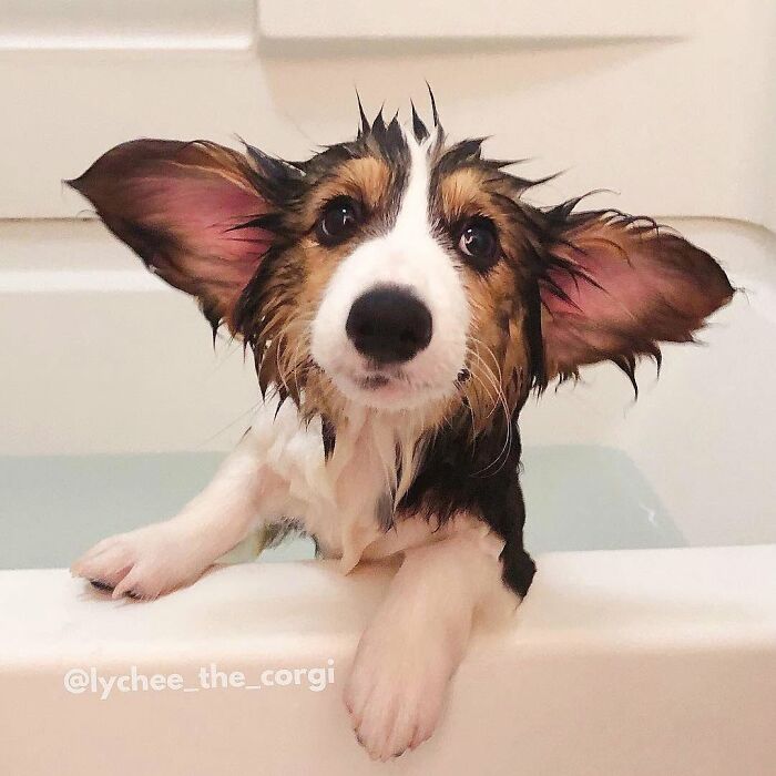 Wet corgi puppy with big ears looking surprised during bath time.