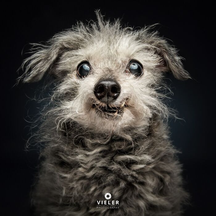 A fluffy grey senior dog smiles, showcasing the enduring love and loyalty of older dogs.