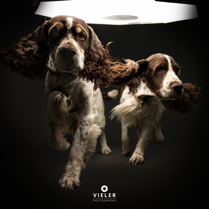 Two senior dogs with flowing ears from Christian Vieler's touching photos of love and loyalty.