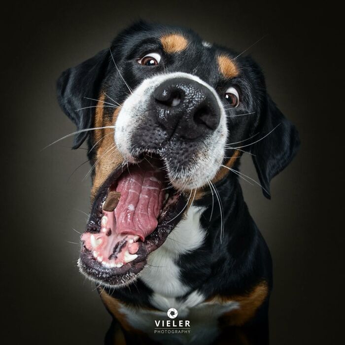 A senior dog with a wide open mouth catching a treat, capturing the love and loyalty in Christian Vieler's photos.
