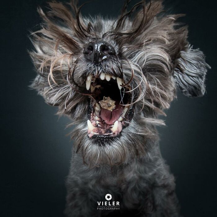 A scraggly senior dog with a treat mid-air, a touching photo showing love and loyalty by Christian Vieler.