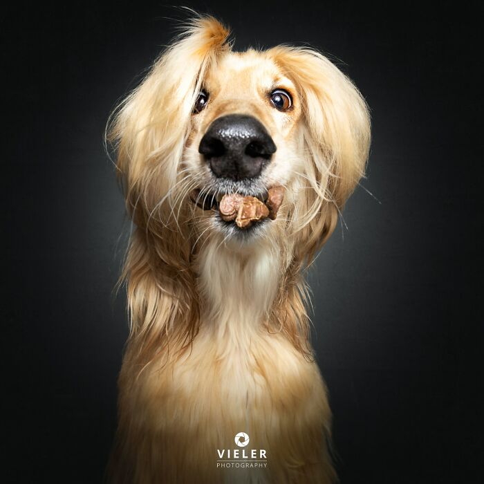 A senior dog with long blonde hair catches a treat, celebrating love and loyalty.