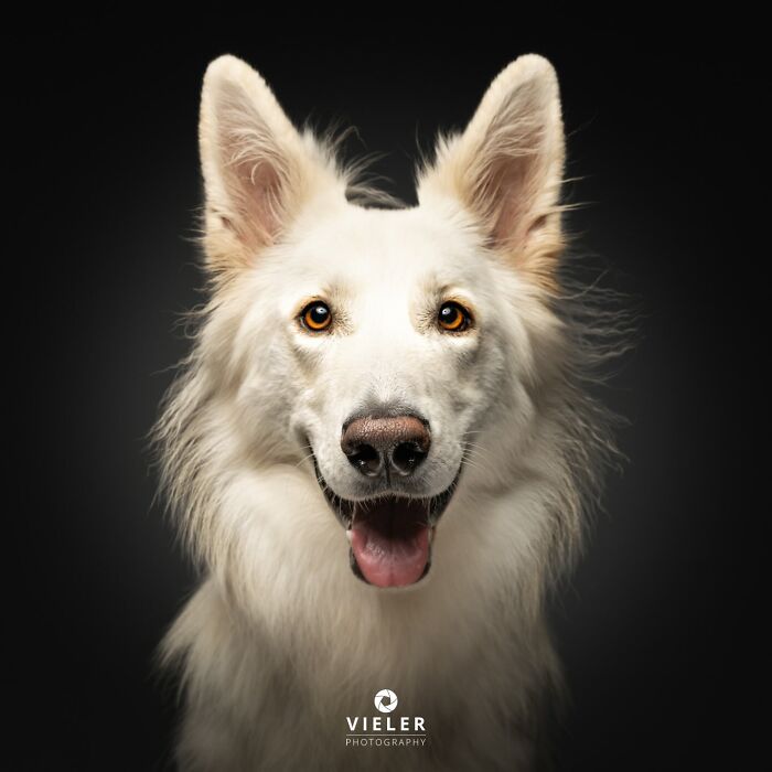 A fluffy white senior dog with a happy expression, celebrating love and loyalty, photographed by Christian Vieler.