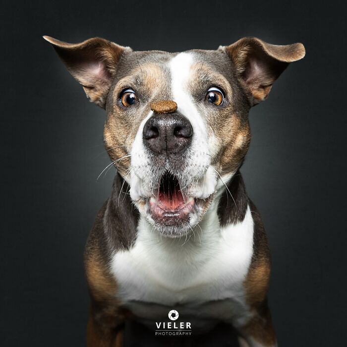 A senior dog with wide eyes and a treat on its nose, embodying love and loyalty by Christian Vieler.