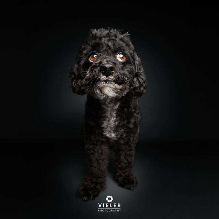 A small, black senior dog with bright eyes, showcasing love and loyalty, from Christian Vieler's collection.