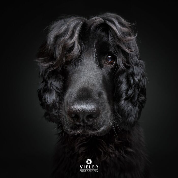 A black senior dog with curly fur, displaying love and loyalty, photographed by Christian Vieler.