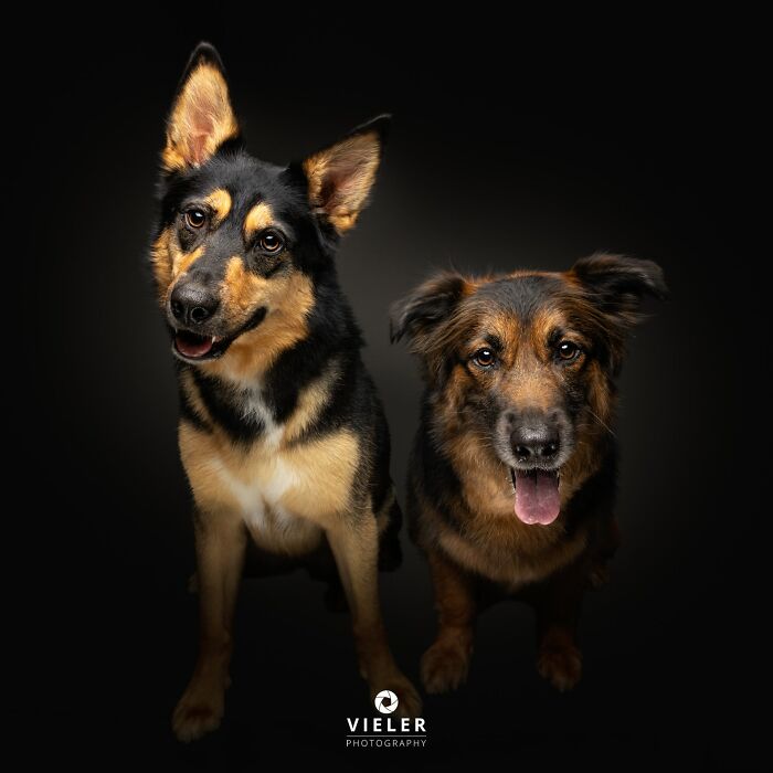Two senior dogs pose together, celebrating love and loyalty, captured by Christian Vieler.