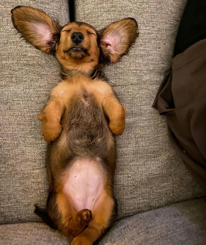 A hilarious dog in an embarrassing family pic, sleeping on its back with ears spread out, looking very relaxed.