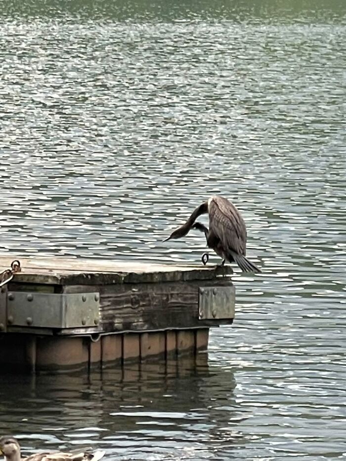 Bird on dock preening feathers by lake wildlife photo