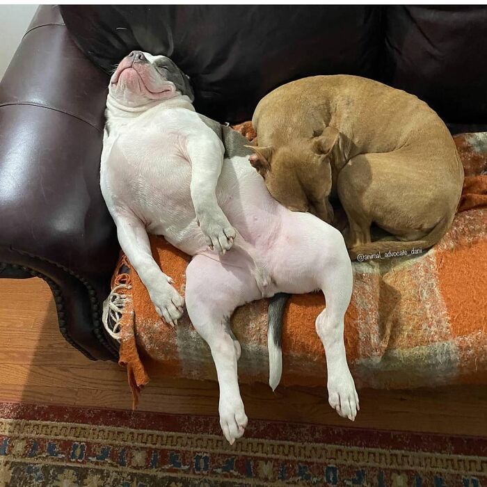 Hilarious photos of a dog sleeping awkwardly on a couch with another dog, looking like an embarrassing family pic.