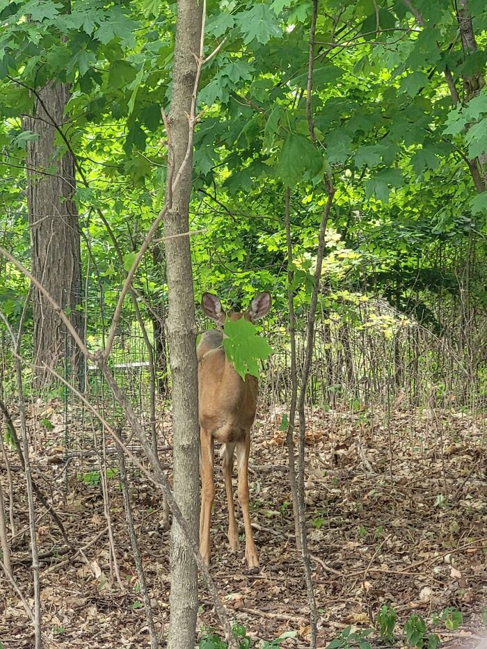 Deer partially hidden by tree leaf in forest wildlife image