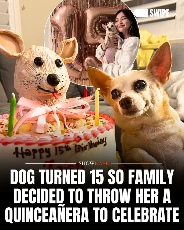 Chihuahua celebrates its 15th birthday with a custom dog cake in this wholesome story.