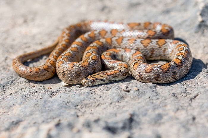 A small, patterned snake with orange and brown scales rests on a rock, illustrating the unexpected end of a life story.