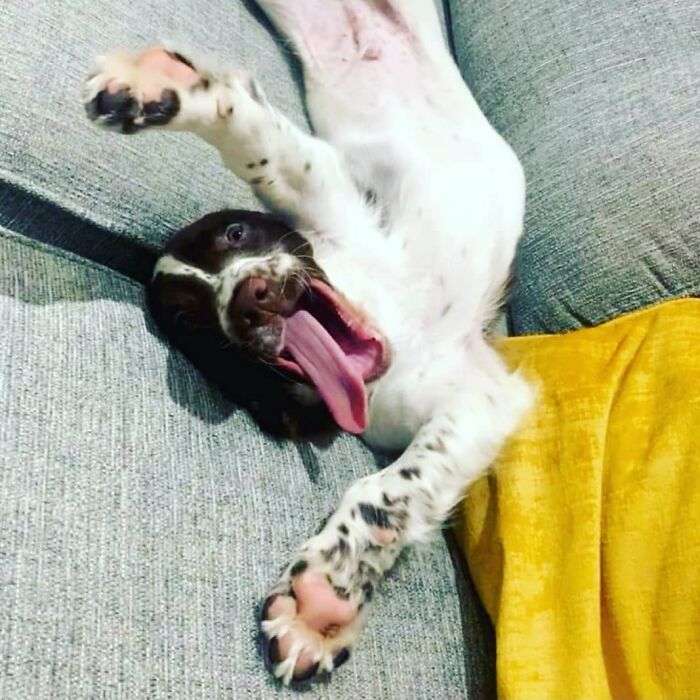 A hilarious dog in an embarrassing family pic, lying upside down on a couch, yawning widely with tongue out.