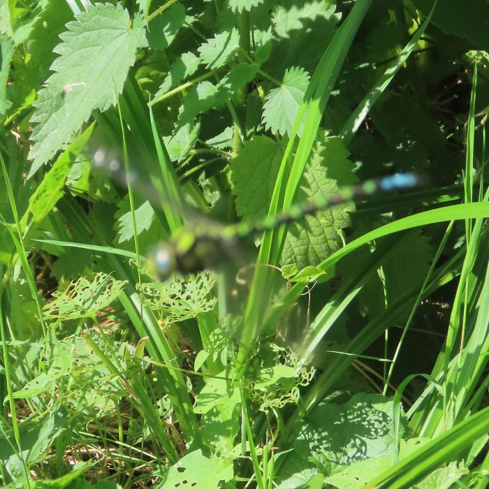 Blurry wildlife photo of dragonfly in green plants