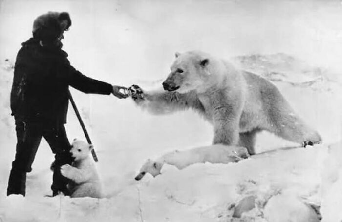 A man feeds a polar bear and its cubs on the snow, an old photo of animals