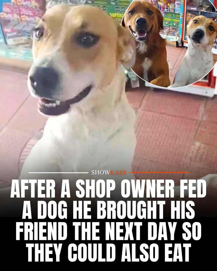 One of the wholesome stories showing a dog who brought his friend to get fed by a shop owner.