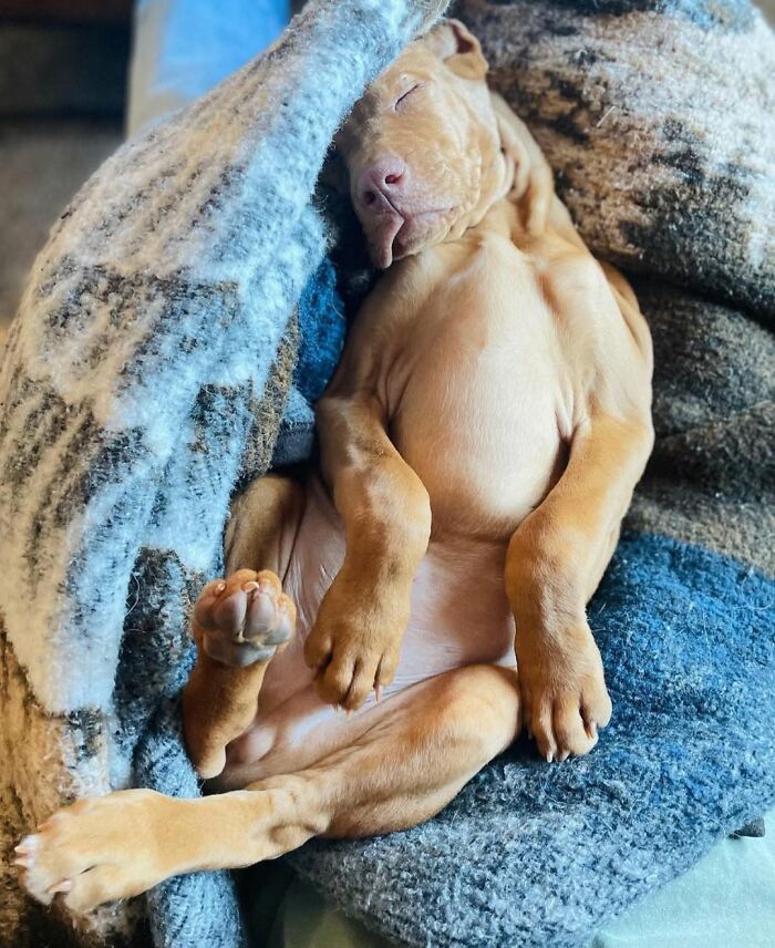 A hilarious dog in an embarrassing family pic, curled up asleep under a soft blue and grey blanket.