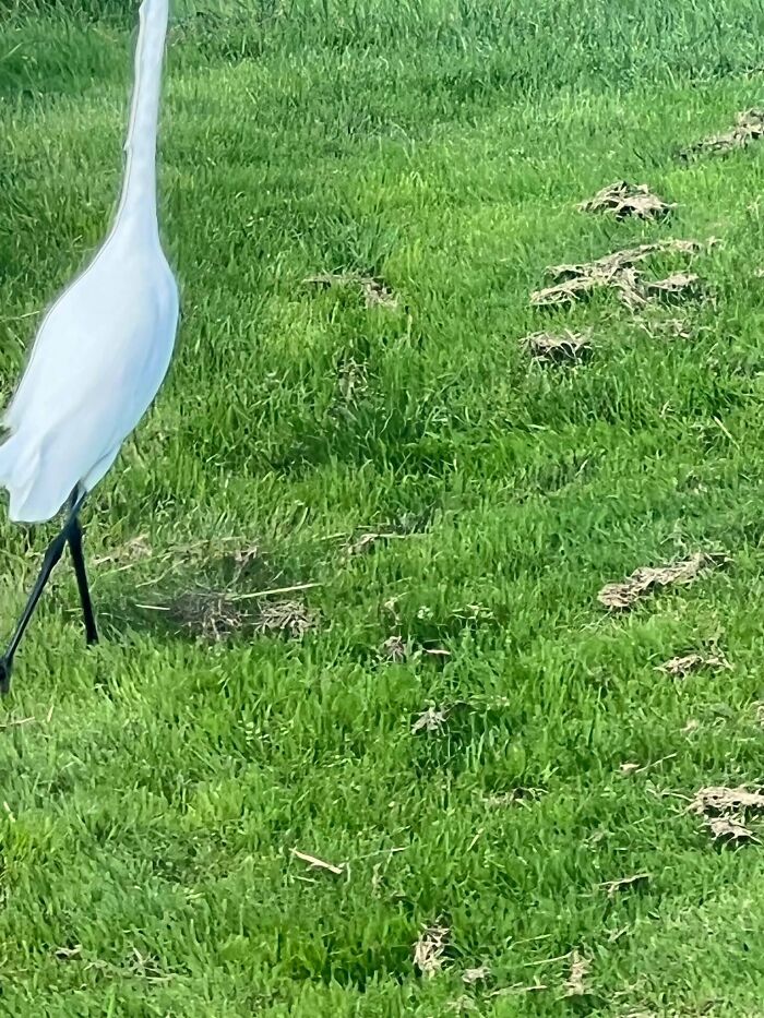 Blurry wildlife photo of white bird standing on grass