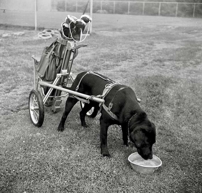 Monochrome picture of a black dog harnessed to a golf cart, illustrating vintage old photos of animals