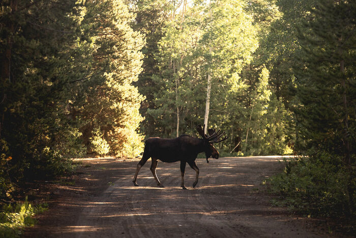 A moose with large antlers walks across a dirt road in a forest, depicting an unexpected encounter in its life story.