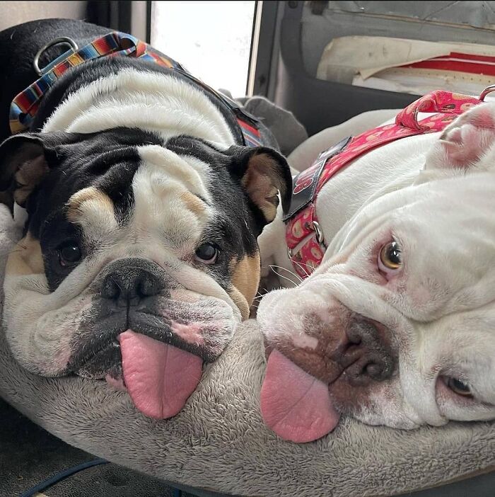 Two hilarious dogs in an embarrassing family pic, sticking their tongues out while lying side-by-side.