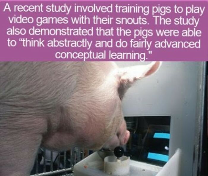 A pig playing a video game on a screen, presenting interesting facts about animal intelligence