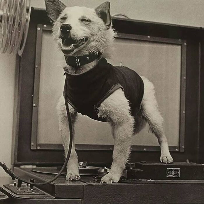 Vintage close up of a dog wearing a jacket, representing classic old photos of animals in history